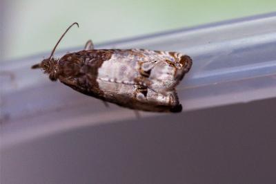 <i>Notocelia roborana</i>