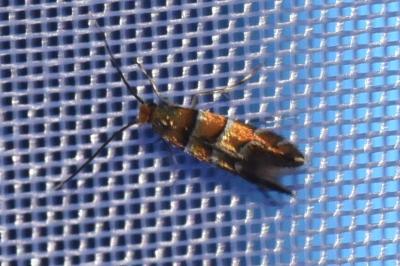 <i>Phyllonorycter klemannella</i>