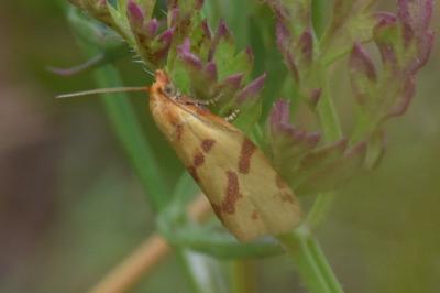 <i>Clepsis pallidana</i>