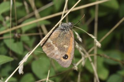 <i>Pyronia tithonus</i>