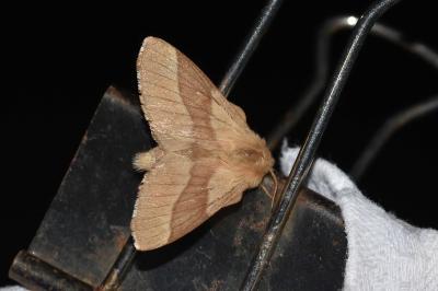 <i>Malacosoma neustria</i>
