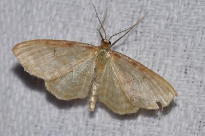 <i>Idaea humiliata</i>