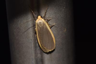 <i>Katha depressa</i>
