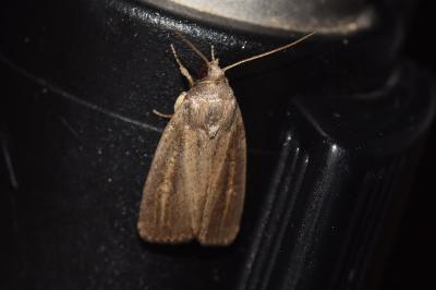 <i>Proxenus hospes</i>