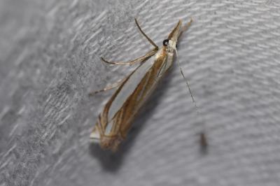 <i>Crambus pascuella</i>