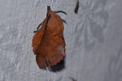 <i>Gastropacha quercifolia</i>