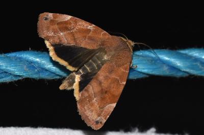 <i>Cosmia affinis</i>