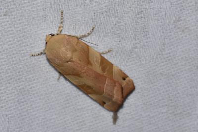 <i>Noctua fimbriata</i>