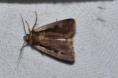 <i>Ochropleura plecta</i>