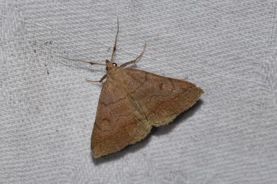 <i>Zanclognatha lunalis</i>