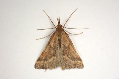 <i>Synaphe punctalis</i>