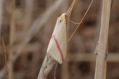 <i>Rhodometra sacraria</i>