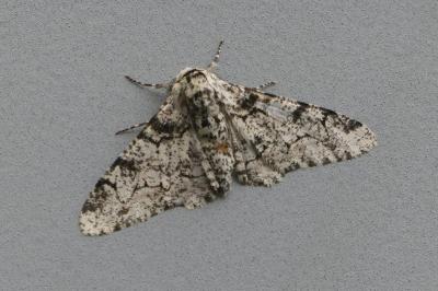 <i>Biston betularia</i>