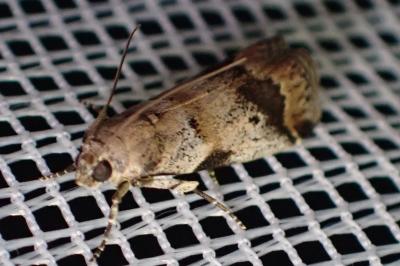 <i>Acrobasis fallouella</i>