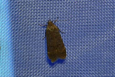 <i>Anacampsis</i>