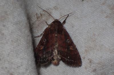 Lacanobia oleracea
