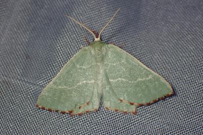 <i>Thalera fimbrialis</i>