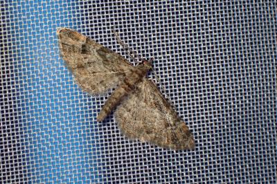 <i>Gymnoscelis rufifasciata</i>
