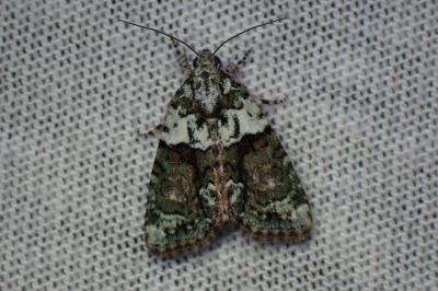 <i>Cryphia algae</i>