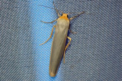 <i>Eilema caniola</i>