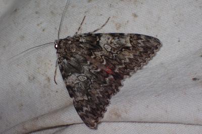<i>Catocala promissa</i>