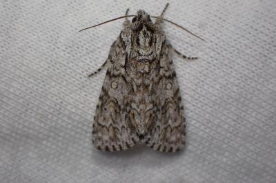 <i>Acronicta aceris</i>