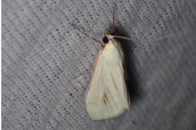 <i>Sitochroa palealis</i>