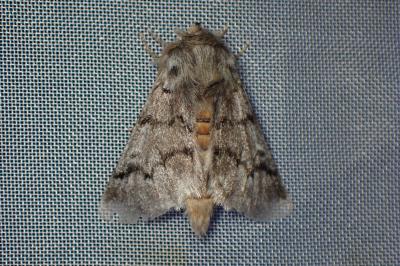 <i>Thaumetopoea pityocampa</i>
