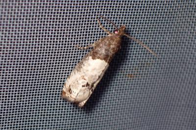 <i>Notocelia roborana</i>