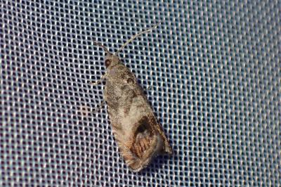 <i>Cydia fagiglandana/splendana</i>