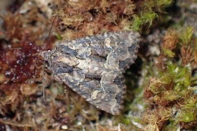 <i>Mesapamea secalella/secalis</i>