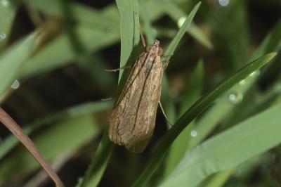 <i>Nomophila noctuella</i>