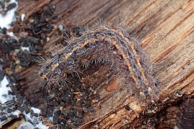 <i>Eilema caniola</i>