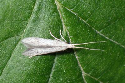 <i>Coleophora</i>