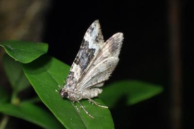 <i>Epirrhoe galiata</i>