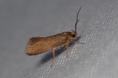 <i>Crassa unitella</i>
