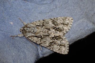 <i>Acronicta auricoma</i>