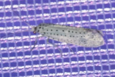 <i>Yponomeuta evonymella</i>