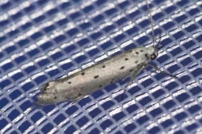 <i>Yponomeuta padella</i>