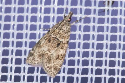 <i>Eudonia mercurella</i>