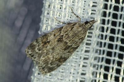 <i>Scoparia</i>