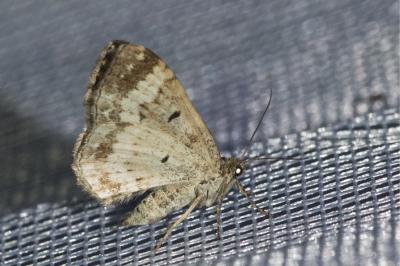 <i>Epirrhoe alternata</i>