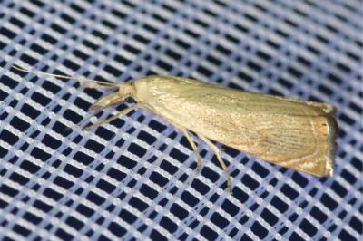 <i>Chrysoteuchia culmella</i>