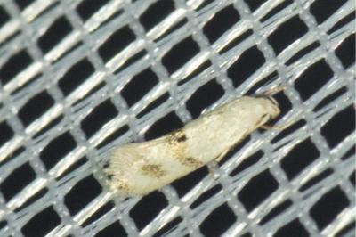 <i>Elachista maculicerusella</i>