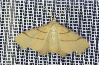 <i>Ennomos erosaria</i>