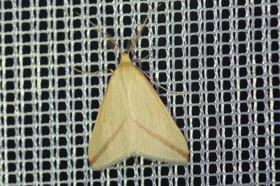 <i>Rhodometra sacraria</i>