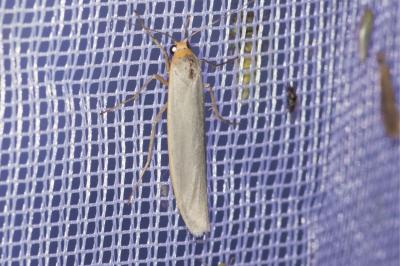 <i>Eilema caniola</i>