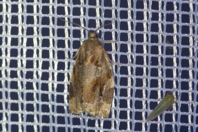 <i>Archips xylosteana</i>