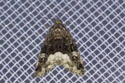 <i>Deltote pygarga</i>