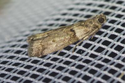 <i>Acrobasis consociella</i>